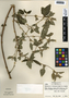 Malvastrum coromandelianum (L.) Garcke, Honduras, A. Molina R. 25891, F